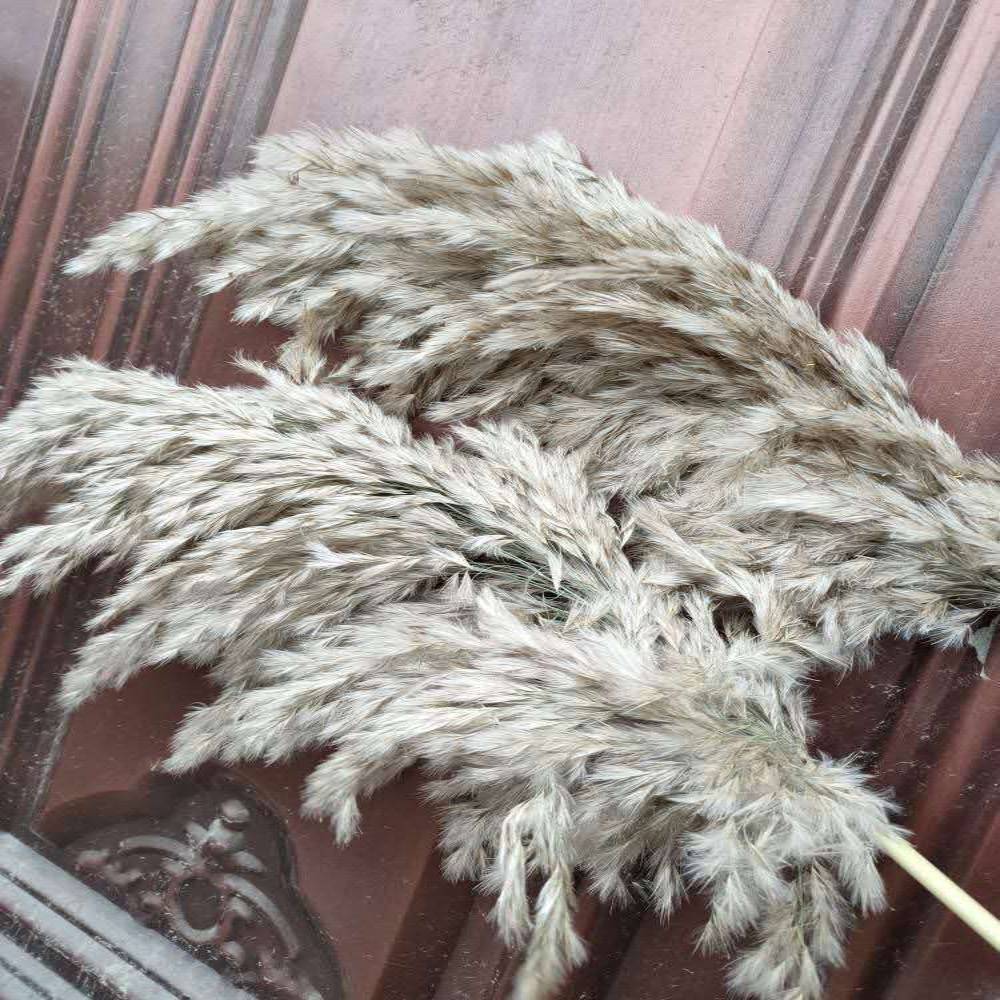Set of Natural Dried Pampas Grass Bunches Artificial & Dried Flowers Home & Garden Type : 30 Pcs Set|8 Pcs Set|10 Pcs Set 1|10 Pcs Set 2|20 Pcs Set 