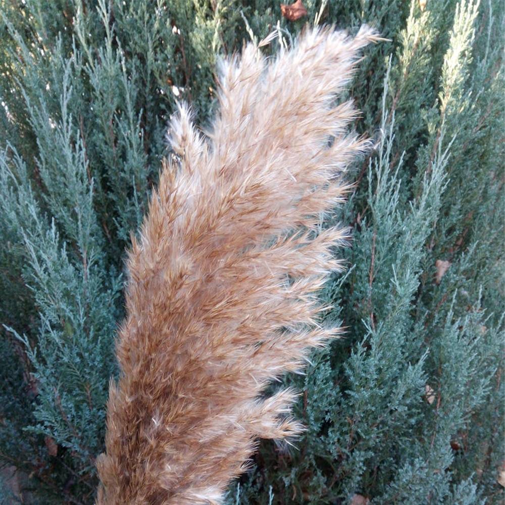 Set of Natural Dried Pampas Grass Bunches Artificial & Dried Flowers Home & Garden Type : 30 Pcs Set|8 Pcs Set|10 Pcs Set 1|10 Pcs Set 2|20 Pcs Set 